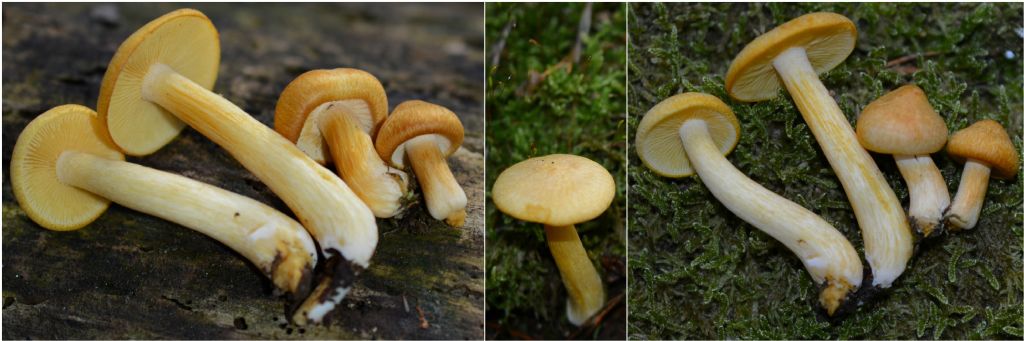 Tricholomopsis sulphureoides (Peck) Singer(Tricholomopsis osiliensis)